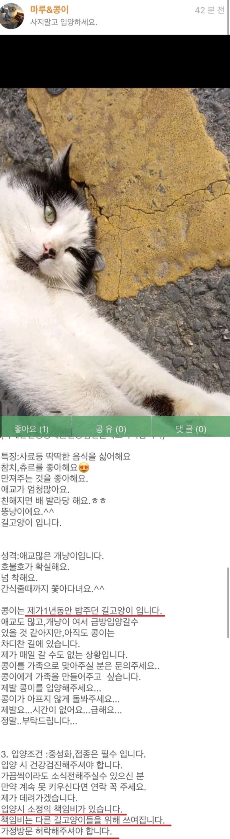  책임비 있는 길고양이 입양 해줘