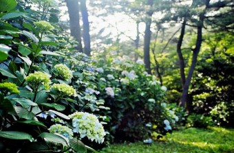 유월의 숲에는 -이 해인 유월의 숲에는 -이 해인