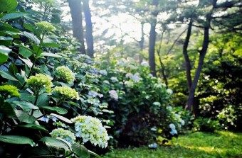 유월의 숲에는   -이 해인