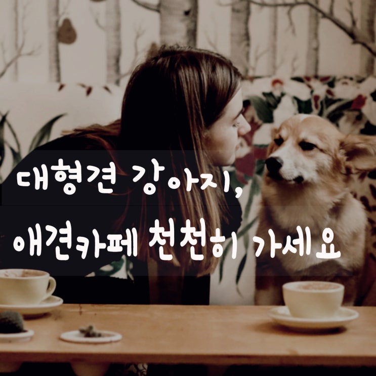  애견카페, 대형견은 천천히 가도 되지 않을까요?