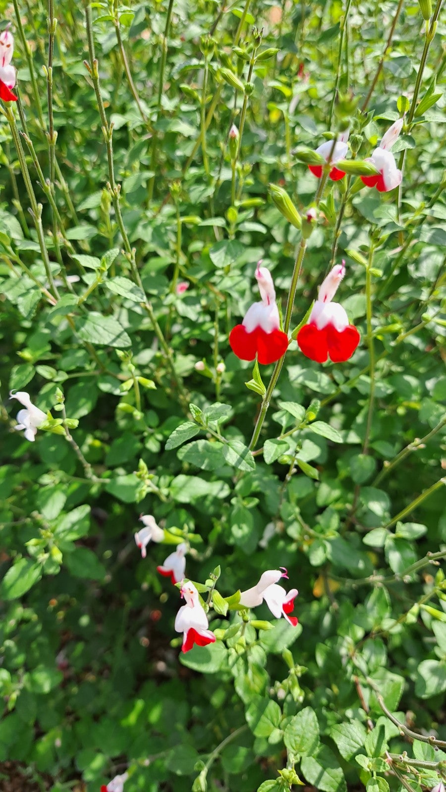 현경다육 사진 5