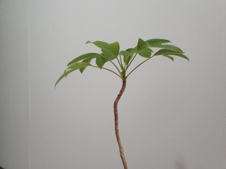 우리 고유의 수종 황칠이를 아십니까? 맛과 멋을 품은 황칠나무 키우기 How to Grow Korean Dendropanax (feat 생명나무농장)
