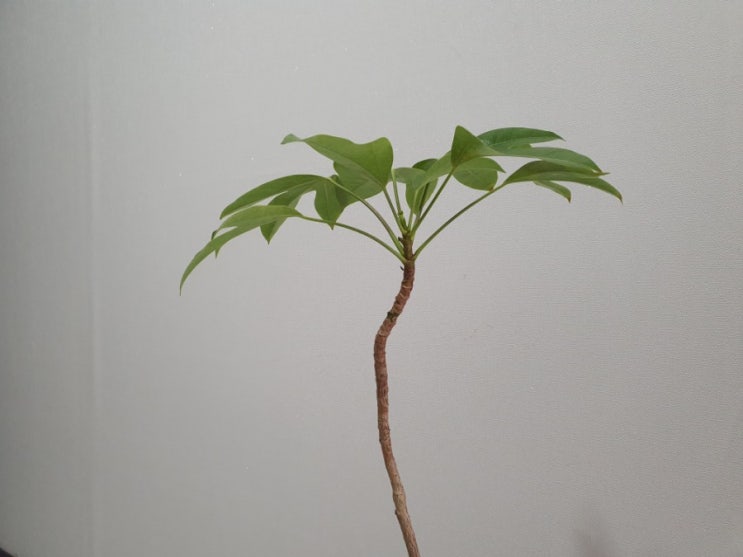  우리 고유의 수종 황칠이를 아십니까? 맛과 멋을 품은 황칠나무 키우기 How to Grow Korean Dendropanax (feat 생명나무농장)