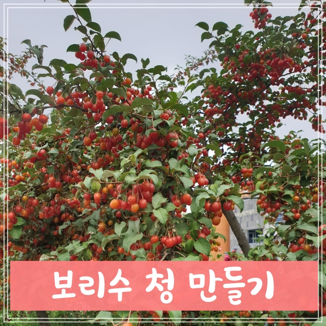  보리수 먹는법 보리수청 효소 만드는법과 열매 효능