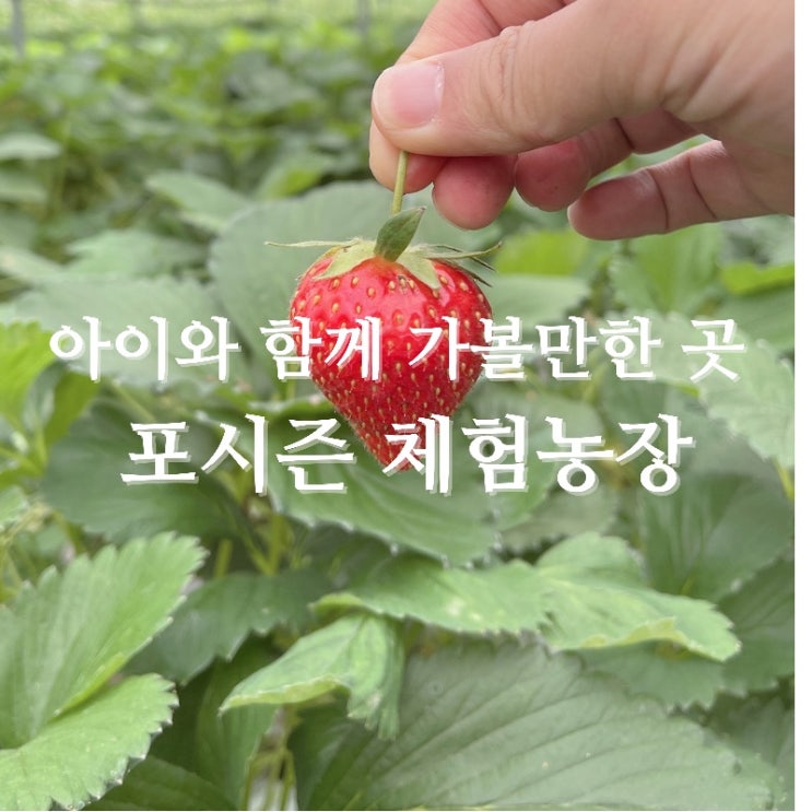  주말 나들이 / 아이와 함께 가볼만한 곳 추천! "포시즌 체험농장" 아이 함께 꼭 가보세요!