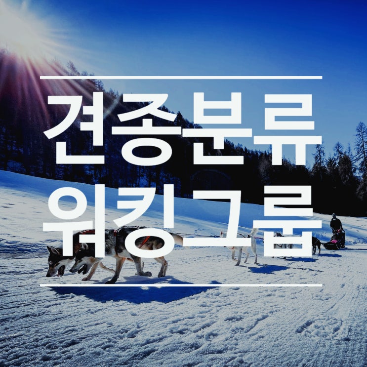  강아지 종류와 성격 - AKC견종분류, 워킹그룹