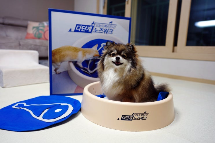  펫띵 다단계노즈워크 난이도 조절 가능한 강아지장난감