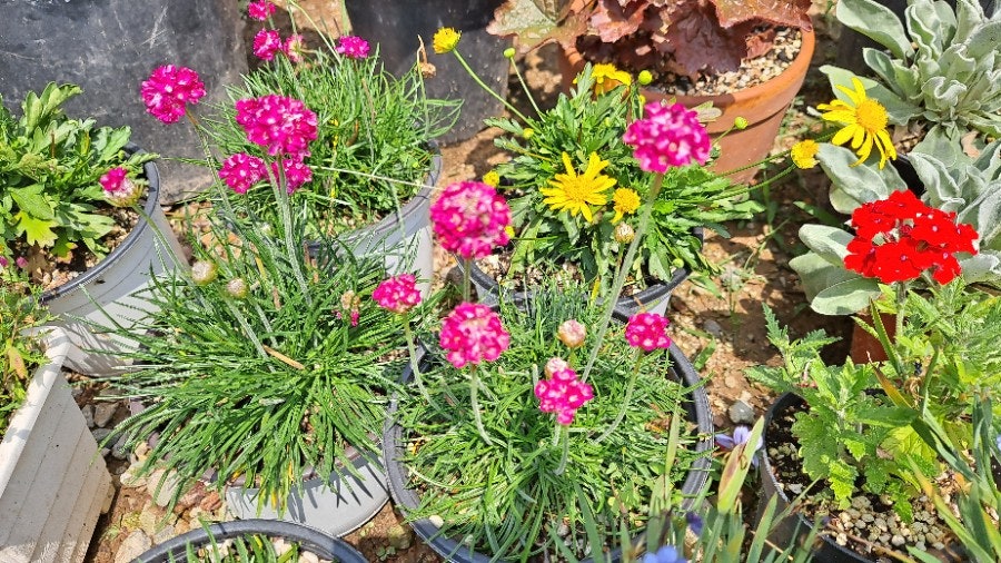 현경다육 사진 3