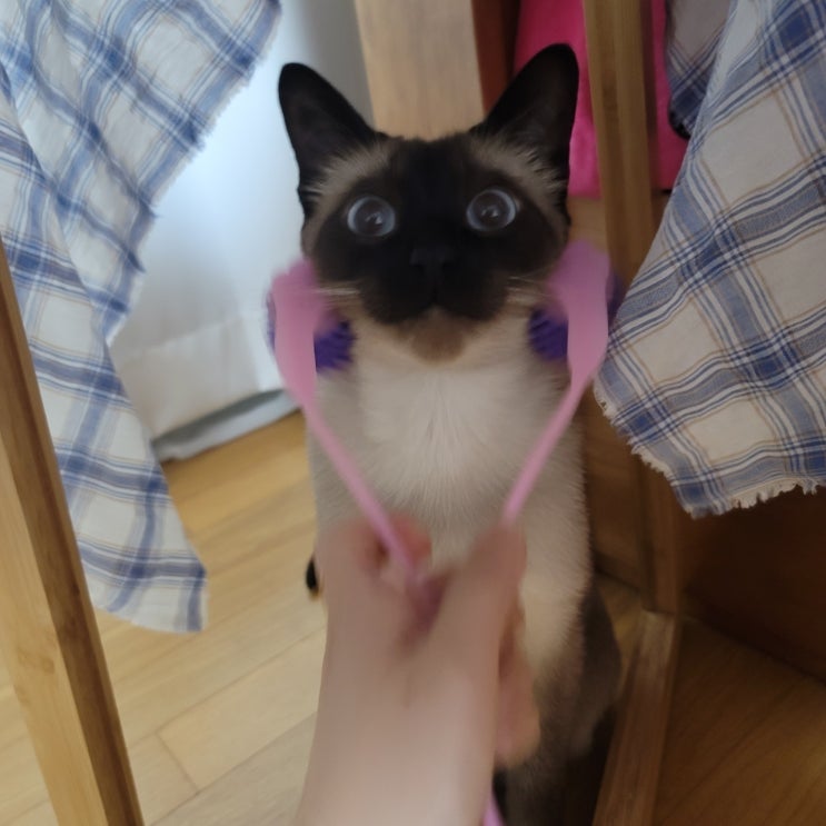  (용품) 고양이 마사지 브러쉬/ 캐티맨 브러쉬