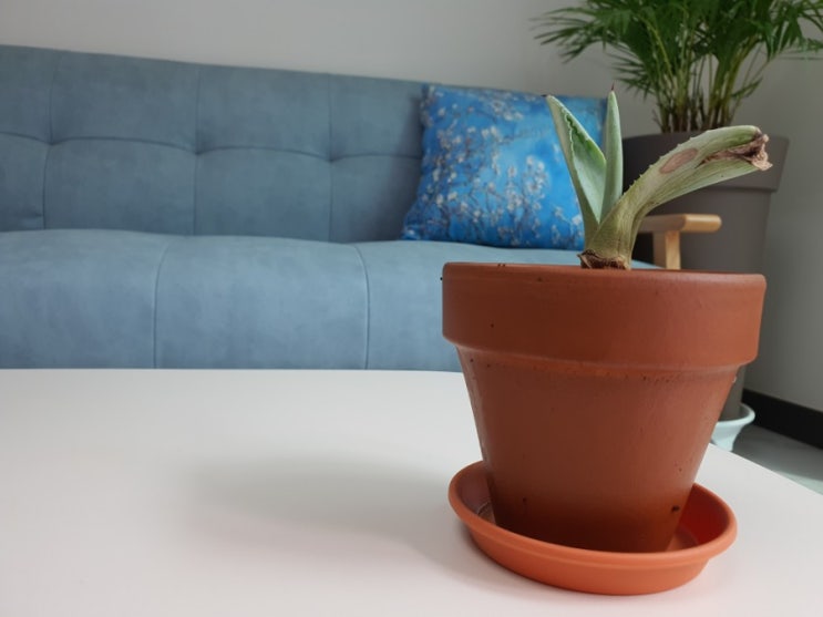  시인 네루다가 사랑한 용설란 키우기 How to Grow Agave americana