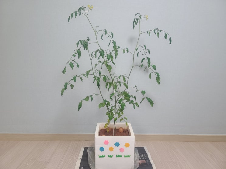  집에서 방울토마토 키우기(아홉번째 이야기)