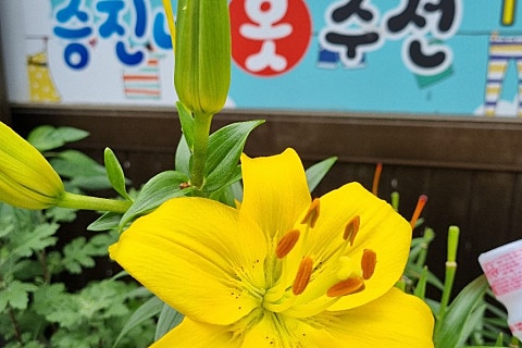나리수선 이미지