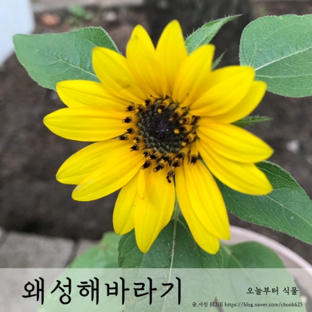  왜성해바라기 화분에서 키우기