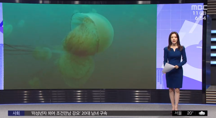 "해파리 신고하고 '해파리 무드등' 받으세요" "해파리 신고하고 '해파리 무드등' 받으세요"