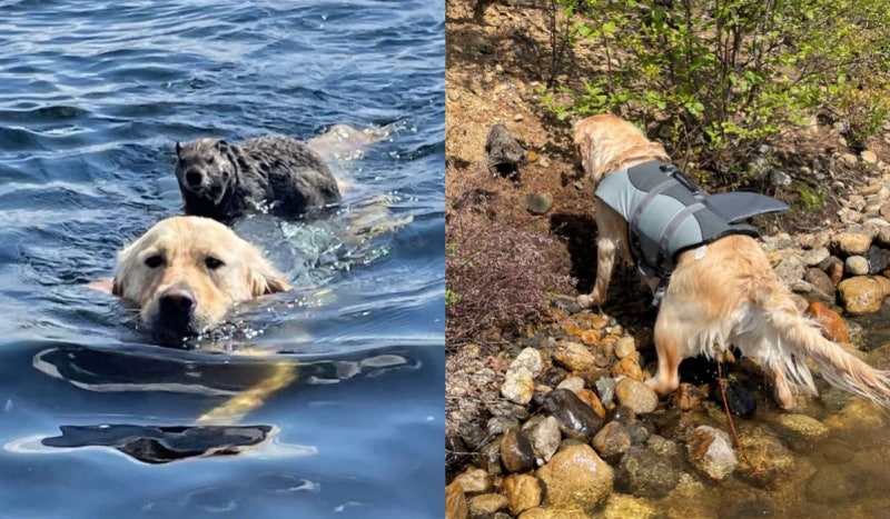 수영 덕후 리트리버의 등에 올라탄 의문의 동물 : 네이버 블로그
