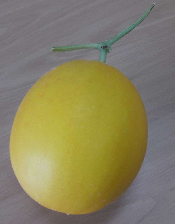  양구메론 효능