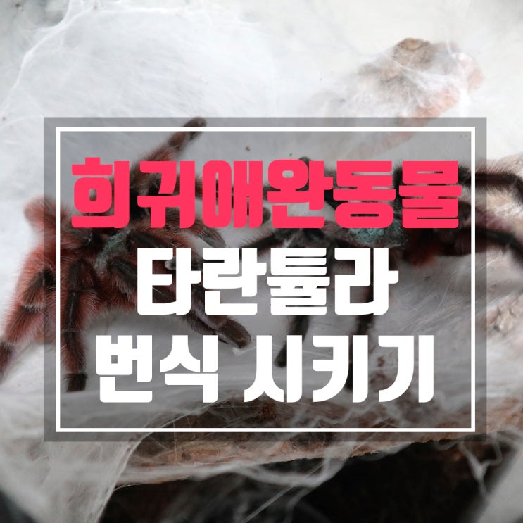  희귀애완동물 타란튤라 번식을 위한 짝짓기