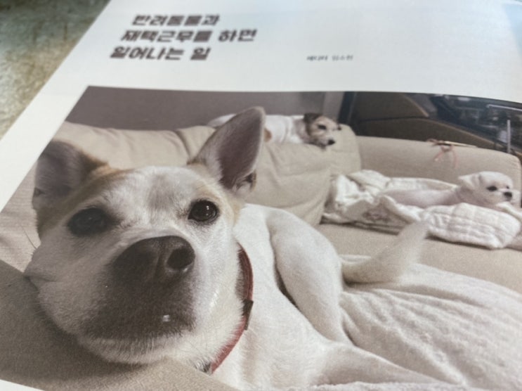  포인핸드 매거진에 우리 이슬, 코난, 새리가 나왔어요^^_3분께 선물로 보내드릴게요!