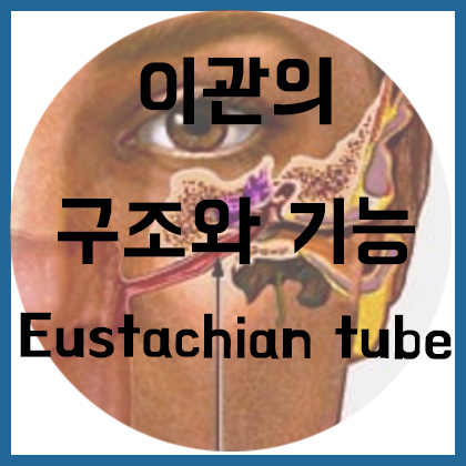  [귀] 이관의 구조와 기능(유스타키오 관)