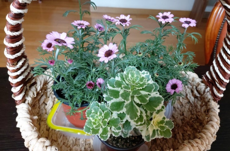 아틀란티스키우기 세덤 세덤종류 키우기쉬운 다육식물 건조에강한식물 영국인들이 사랑하는 10대식물 선정 아틀란티스키우기 세덤 세덤종류 키우기쉬운 다육식물 건조에강한식물 영국인들이 사랑하는 10대식물 선정
