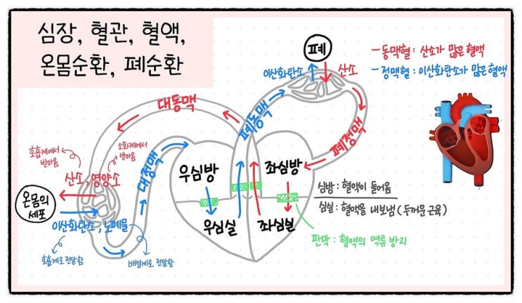  혈액을 내보내는 구조, 심장 심방 심실, 폐 수축 이완 펌프 역류