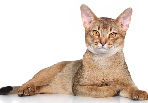 아비시니안 고양이, 똑똑하고 호기심 많은 고양이 품종(5)