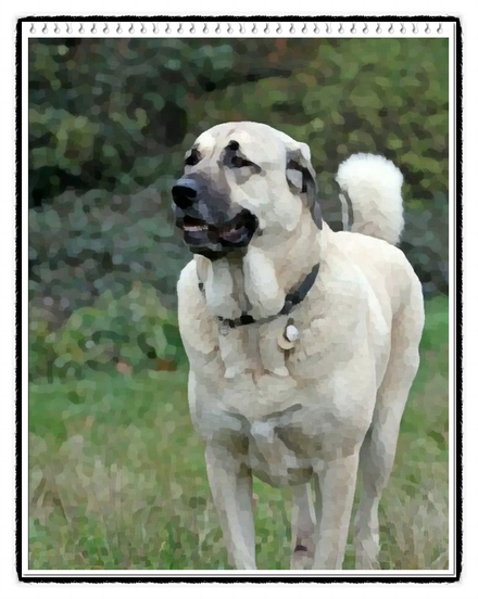 아나톨리언 셰퍼드 독 분양가격과 크기, 역사 및 성격에 대해(Anatolian Shepherd Dog)