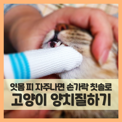 고양이 양치질 어렵다면 손가락 칫솔 추천 (f. 보가덴트)