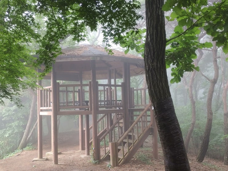 안개 자욱한 오늘 아침 설봉산의 모습(20210612) 안개 자욱한 오늘 아침 설봉산의 모습(20210612)