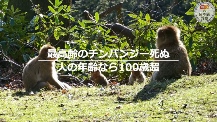 [新 뉴스 일본어] 31. 최고령의 침팬지 죽다.. 사람의 나이라면 100세 넘겨