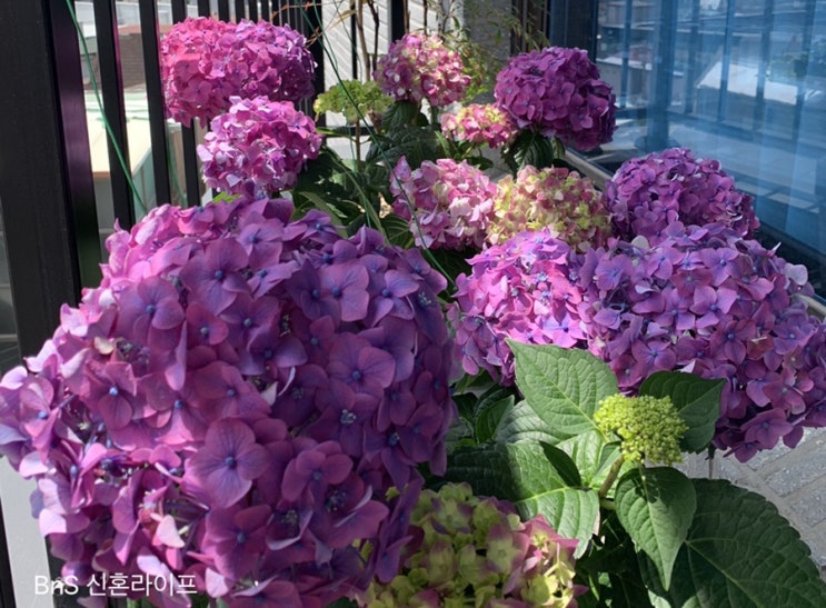 [엔드리스썸머] 누운 수국 지지대 설치(식물 지지대)