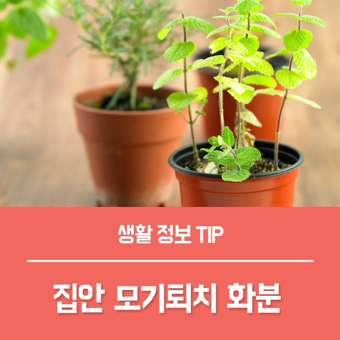  모기퇴치 식물 6가지 알려드려요~