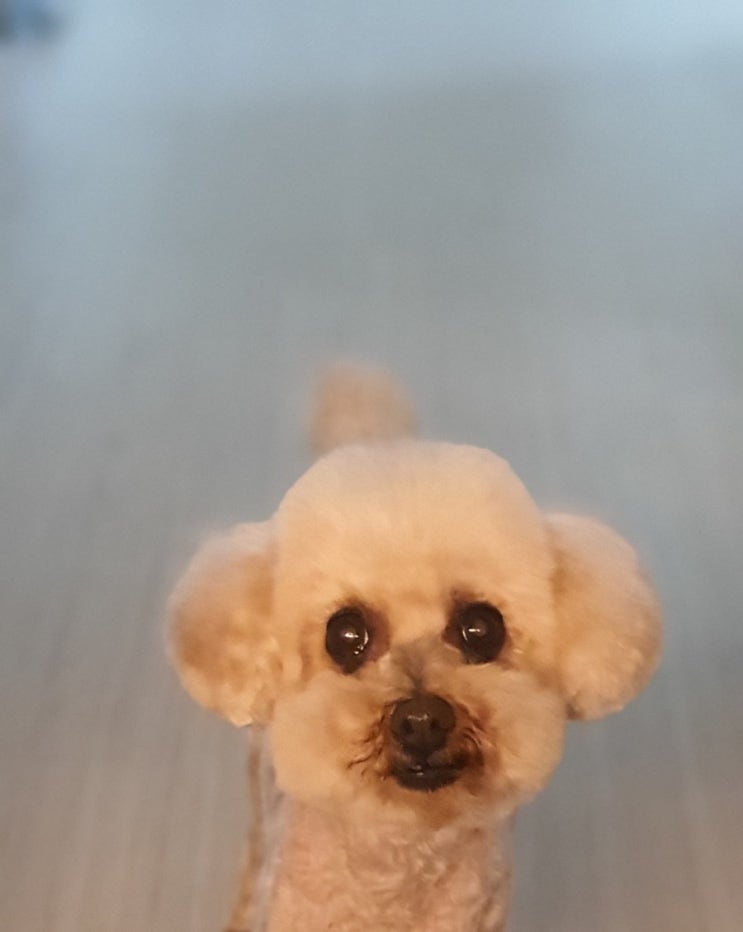  청각장애 안내견 행운이 미용한 날!
