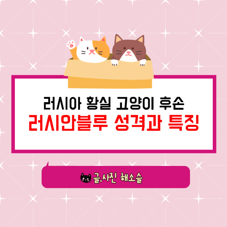  고양이 종류 : 러시아 황실 고양이의 후손, 러시안블루 성격과 특징 알아봤어요