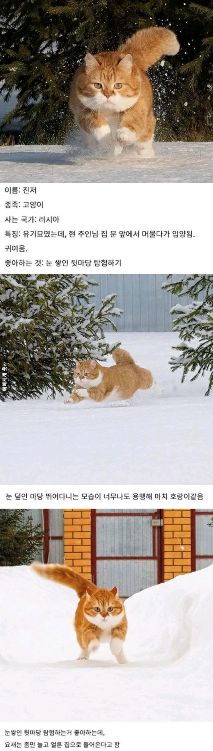러시아 고양이