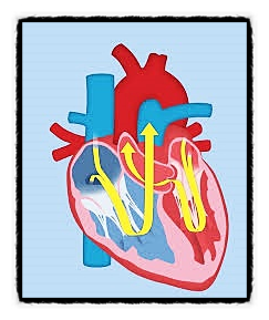 혈액이 혈관을 흐르는 구조, 동맥 정맥, 심장 수축 확장