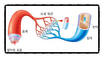 혈관의 구조, 동맥, 모세혈관, 정맥, 내피 세포, 심장