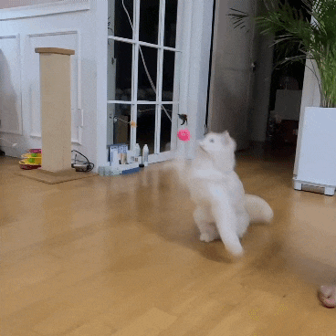  고양이대통령, 고양이 물품 6년째 여기에서 주문하고 있어요