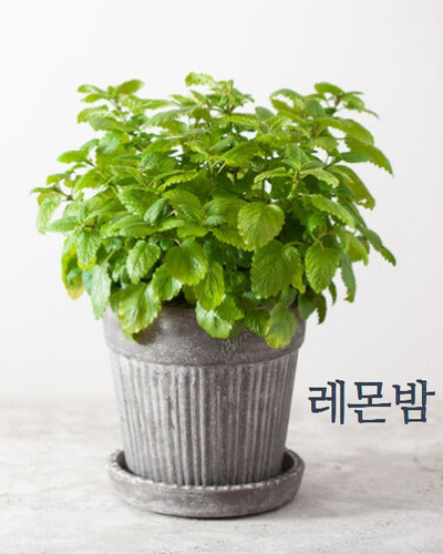  반려동물 있는 집에서 키워도 괜찮은 식물들