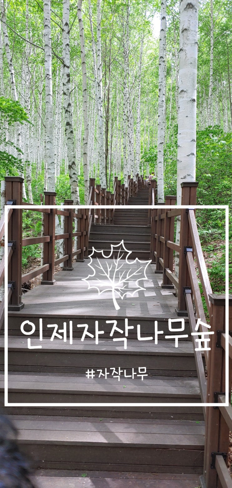  강원도 인제 자작나무 숲/원대리 자작나무 숲/인제 원대리 속삭이는 자작나무 숲