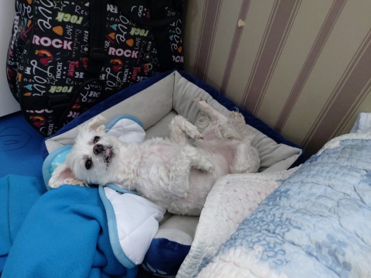  일상)아침에 비몽사몽 이불 밀린 강아지