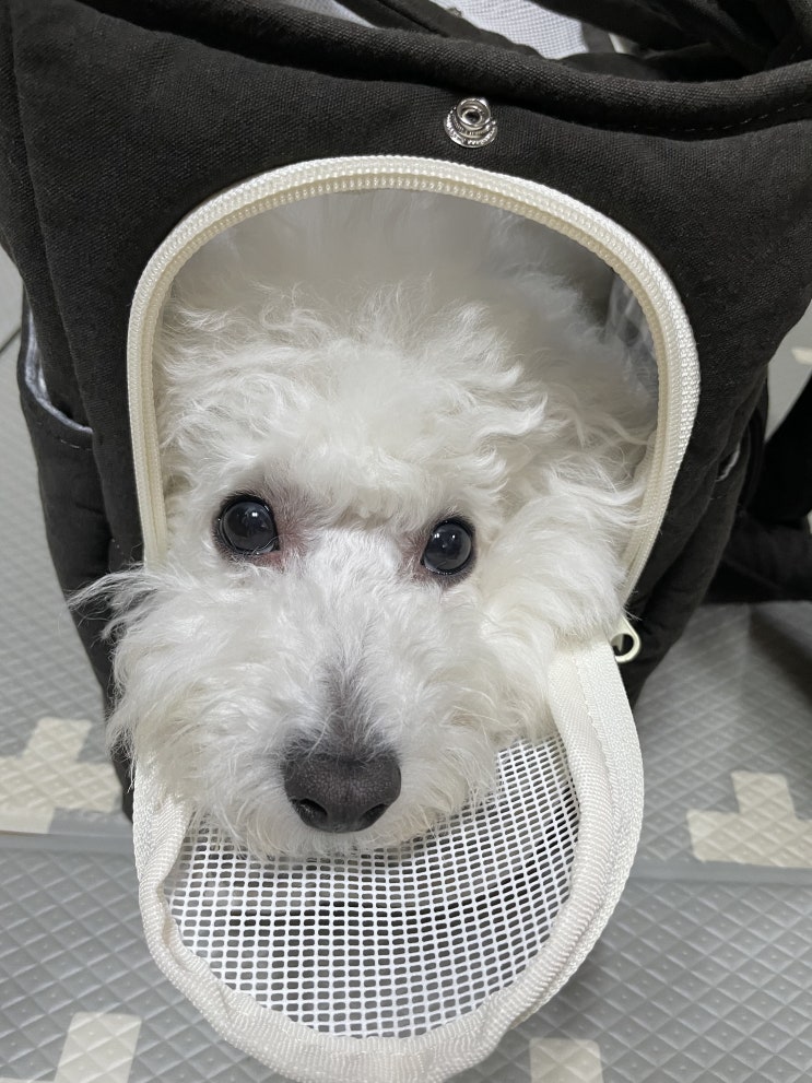  강아지가 좋아하는 이동가방 바앤땅 체크투인원숄더백 후기리뷰<내돈내산>
