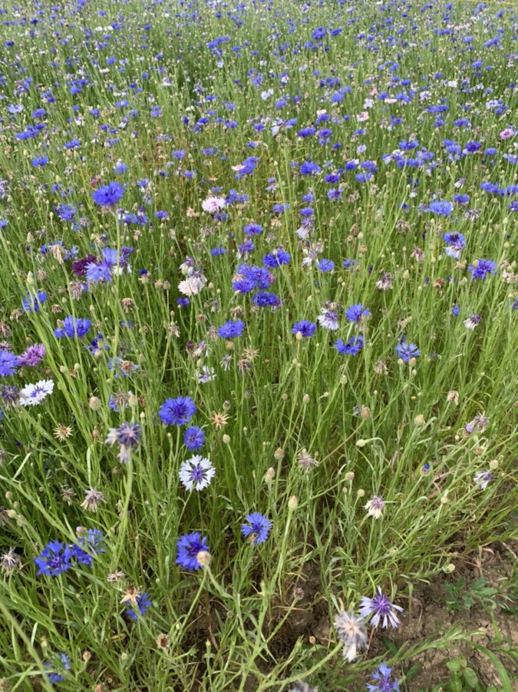  5-6월 어떤 날들의 기록 :-)