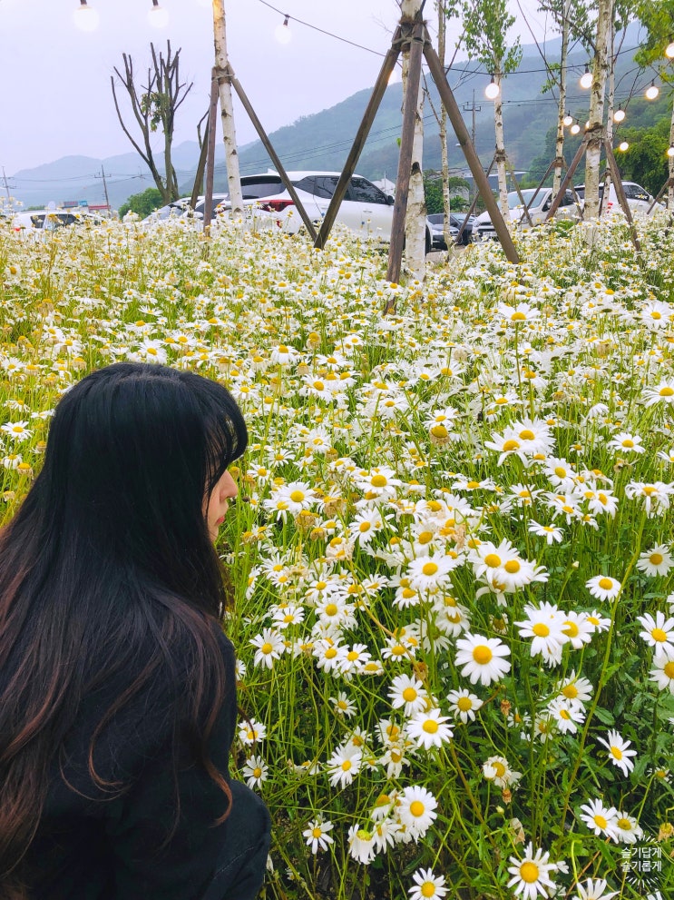  파주카페 :: 초록초록한 '옐로커피' / 데이지 꽃밭 '필무드'