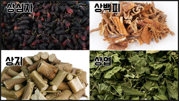  고혈압,당뇨 뽕나무