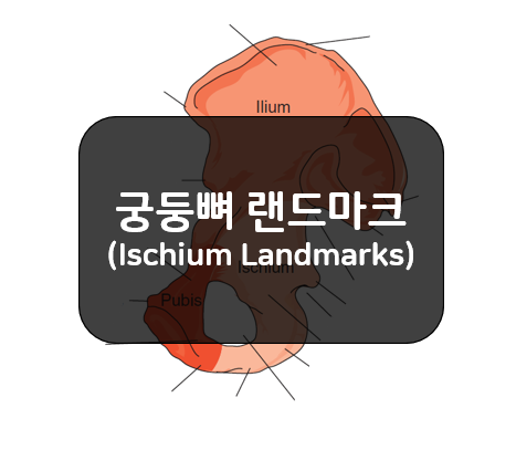  볼기뼈 랜드마크 1부(Innominate, Hip Bone Landmarks) - 궁둥뼈(Ischium)