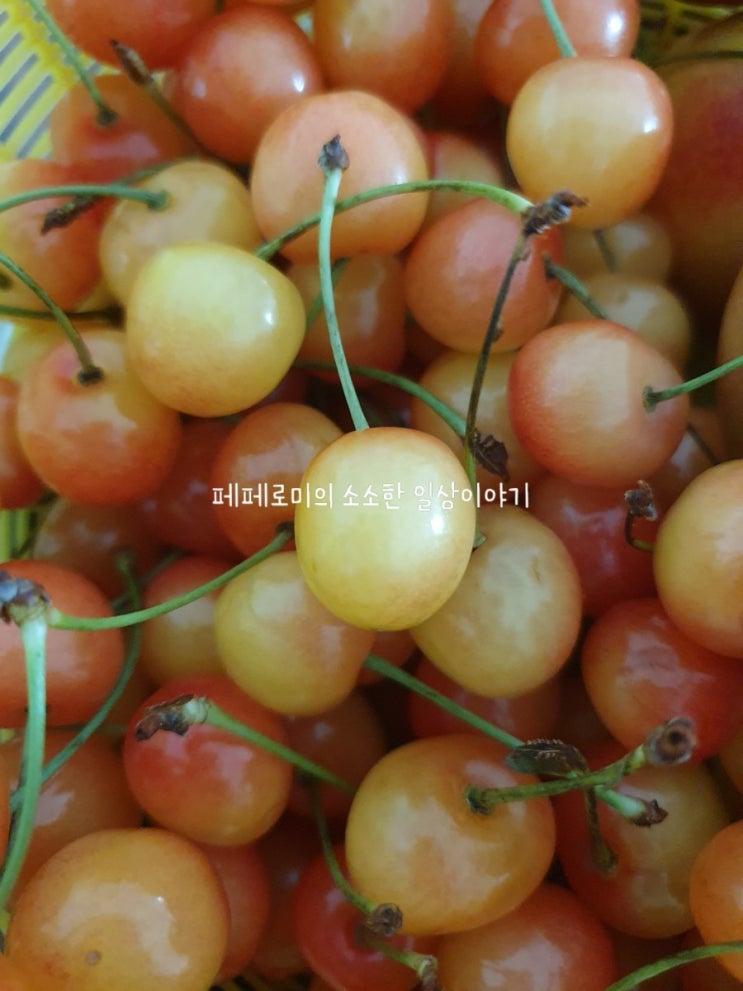 항산화작용에 좋은 한국체리 버찌(벚나무 열매) 효능 및 보관법