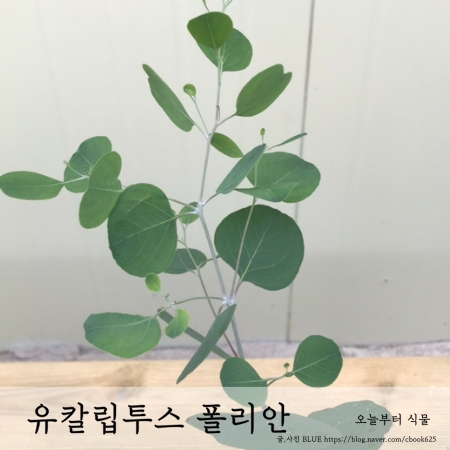  유칼립투스 폴리안 eucalyptus polian 키우기