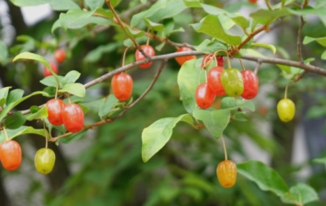 보리수 열매 효능 및 열매 먹는법, 혈전 예방