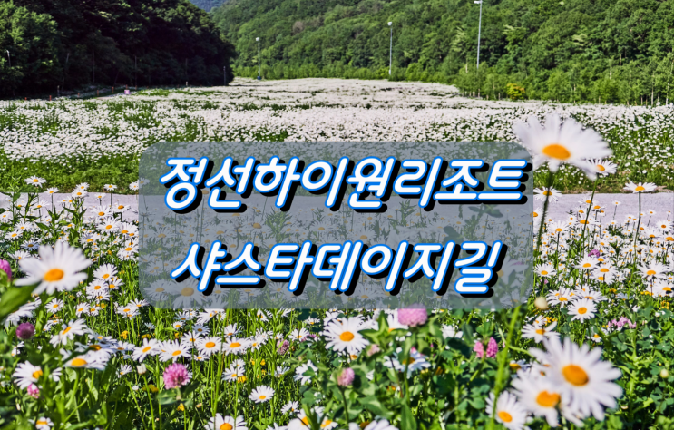 강원도 힐링여행지 정선 하이원리조트 샤스타데이지길 강원도 힐링여행지 정선 하이원리조트 샤스타데이지길